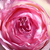 Różowy  - Róża pnąca climber - Meiviolin